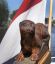Lemsteraak De Otter - Roefuitvoering