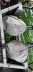 Houseboat motoren