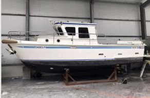 Pedro Donkey 29