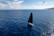Maxi Dolphin 75 "by Mills Design"
