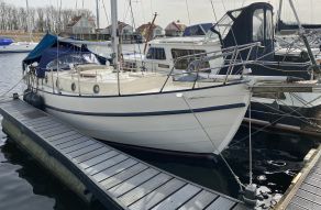 Danish Rose 31
