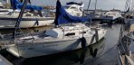 Shark 24
