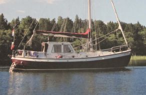 Danish Rose 34