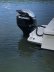 Bayliner Trophy
